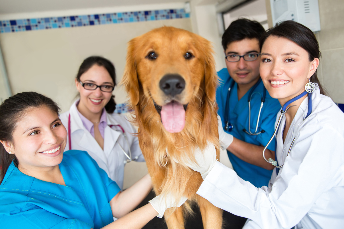 healthcare professionals around a dog